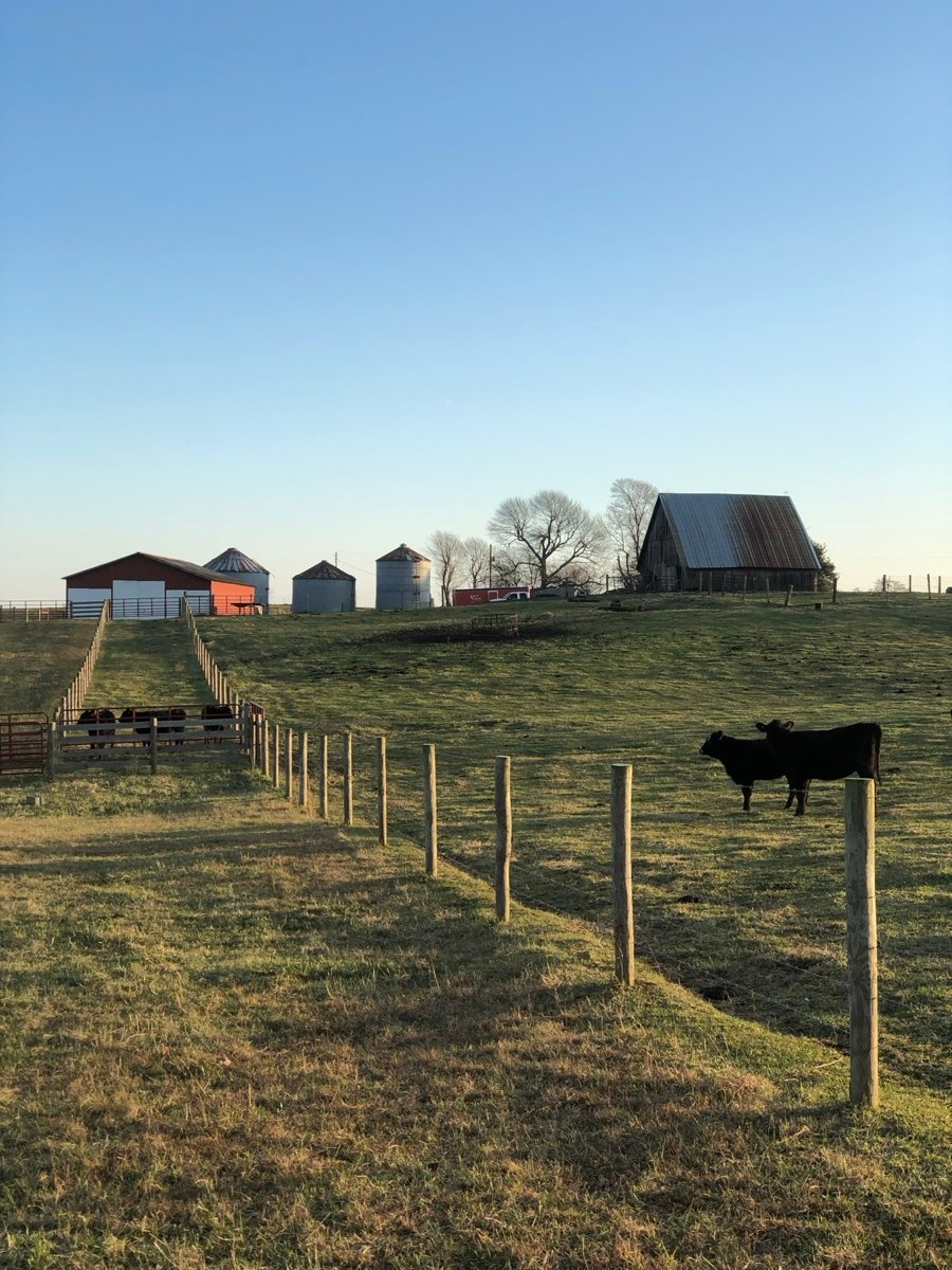 The Cottrell family barn, grain bins, and cattle grazing along a fence line at sunrise