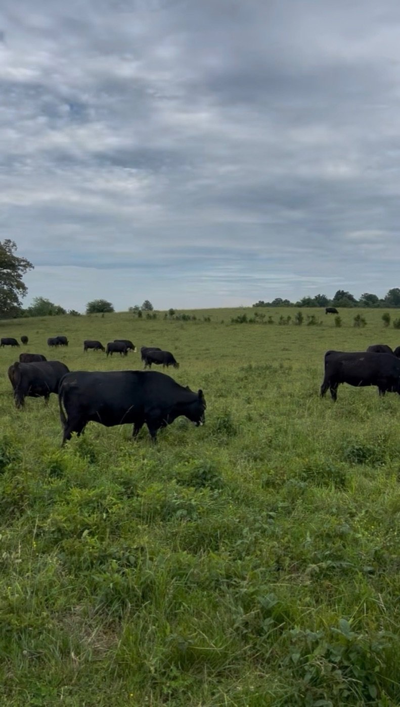 Black cattle grazing on green summer pasture at the Cottrell family farm in Sonora, Kentucky