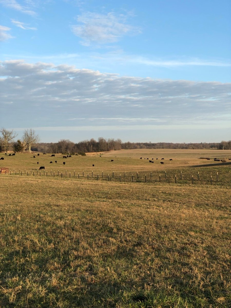 Black cattle grazing across a wide open pasture on the Cottrell family farm in Sonora, Kentucky